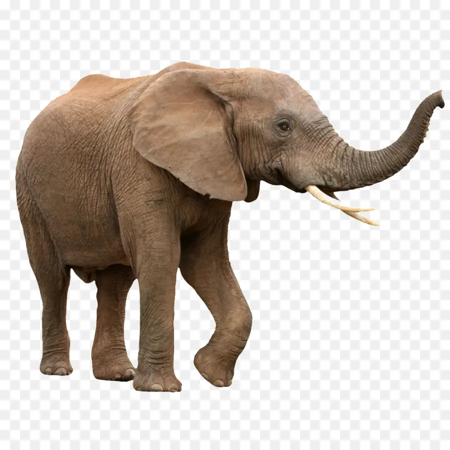 Elefante Africano，Elefante Asiático PNG