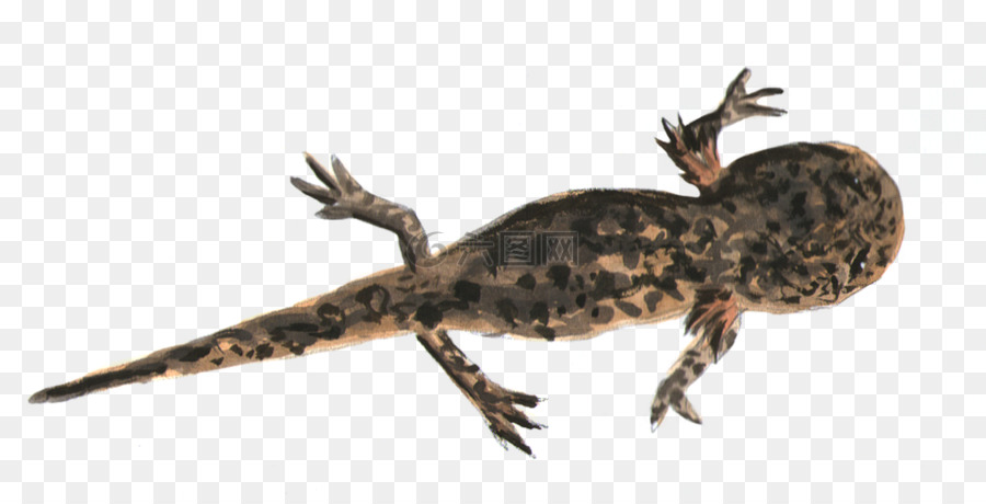 Newt，Salamandra De Fogo PNG