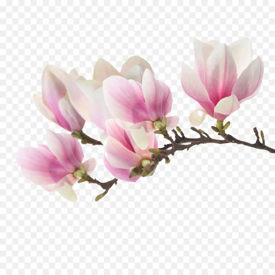 Magnolia，Fotografia De Stock PNG