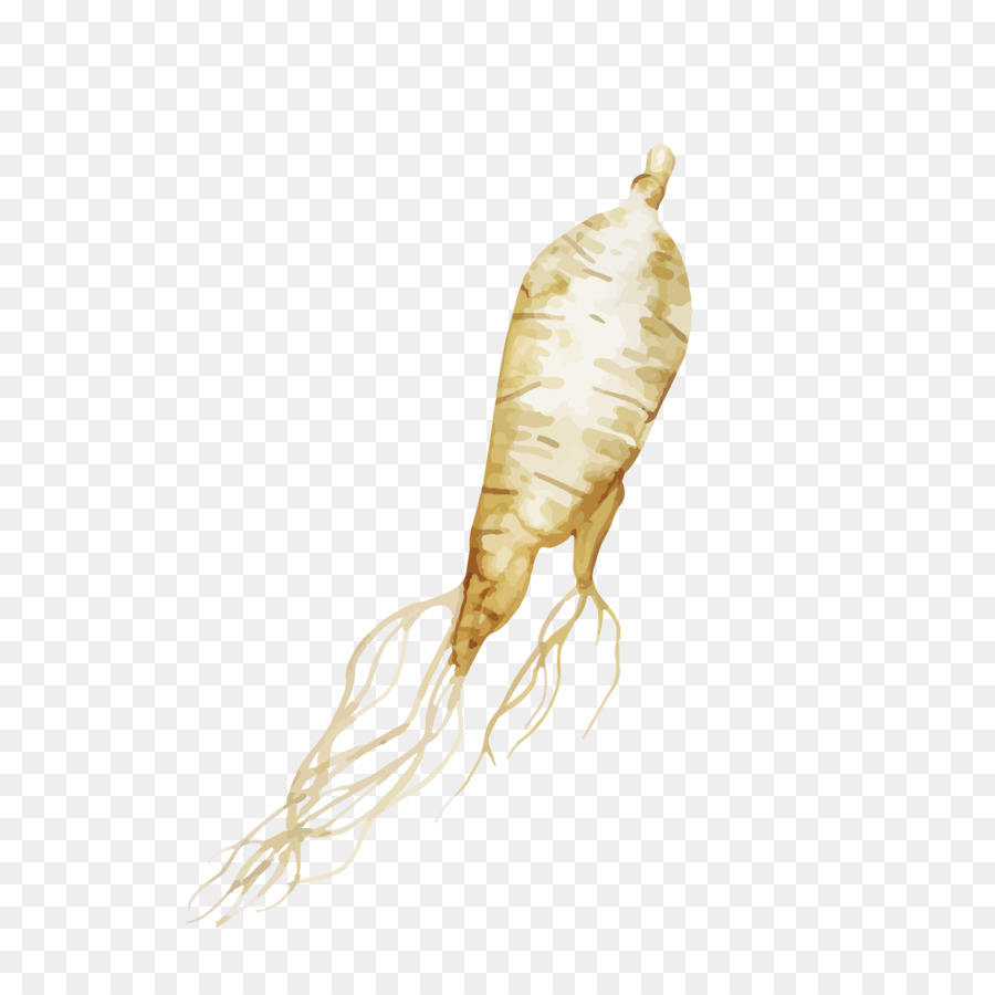 Ginseng，Raiz PNG