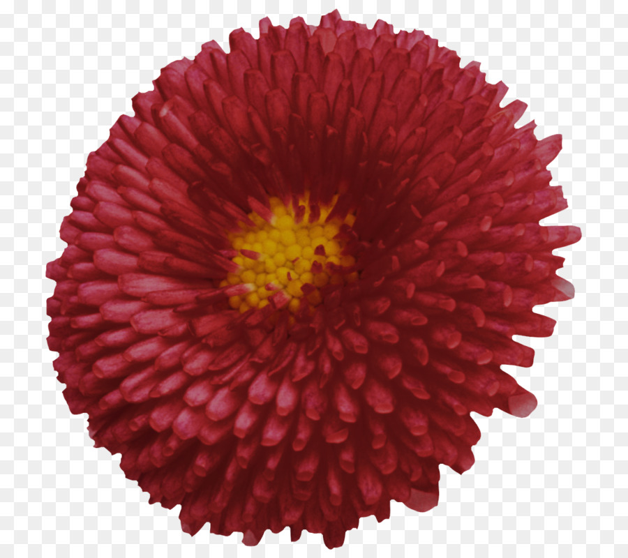 Crisântemo，Transvaal Daisy PNG