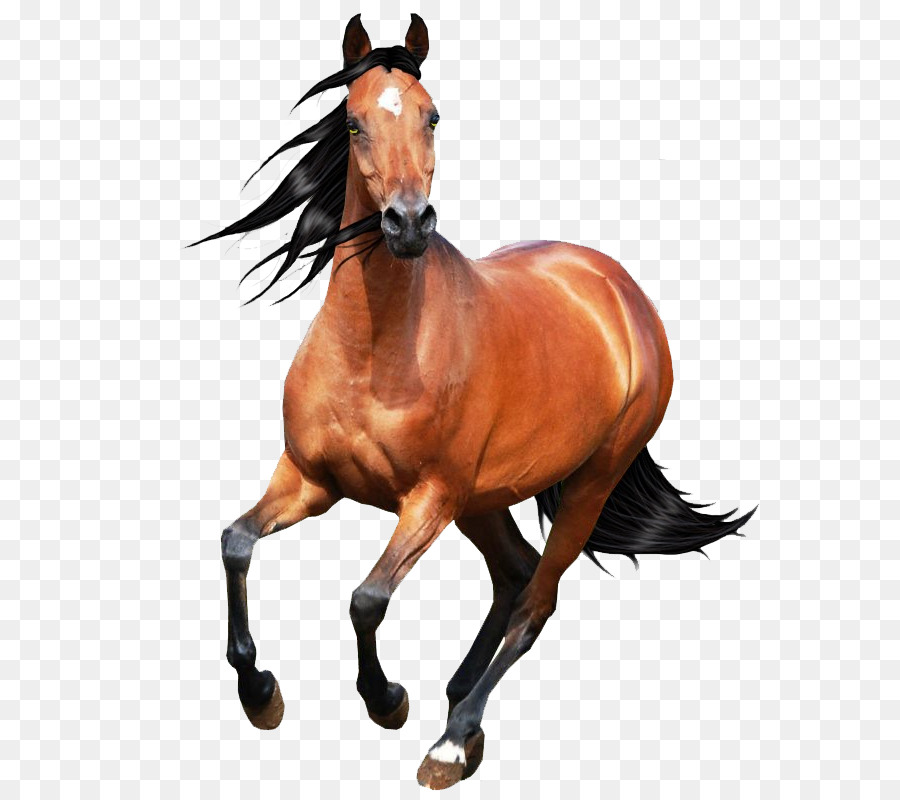 Imagens Desenho De Cavalo PNG e Vetor, com Fundo Transparente Para Download  Grátis