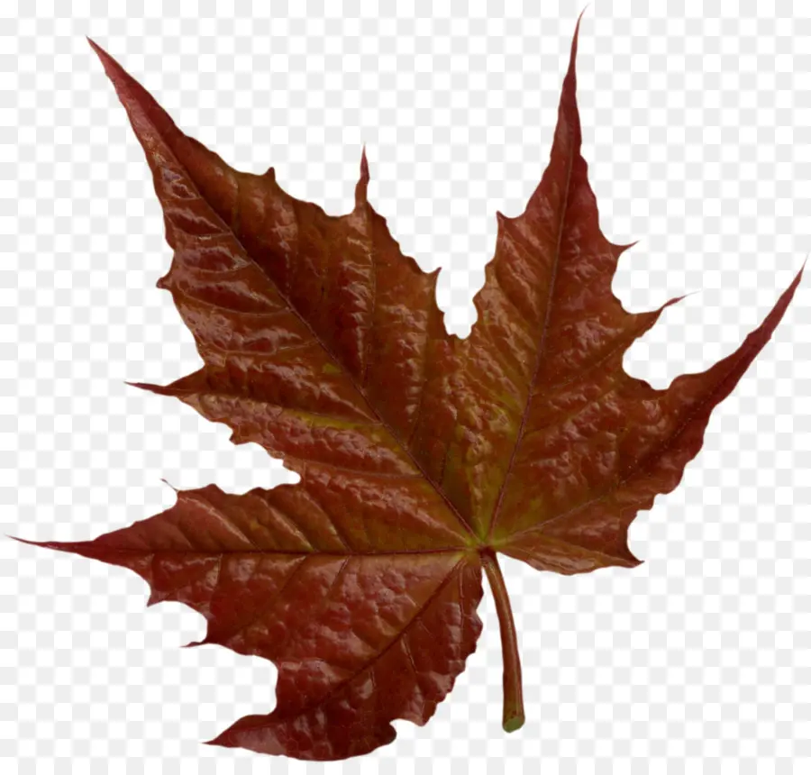 Maple Leaf，Collage PNG
