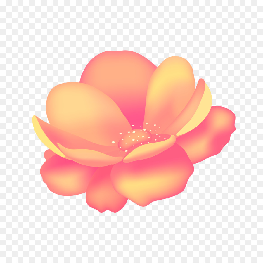 Rosa Rosa，Florescer PNG