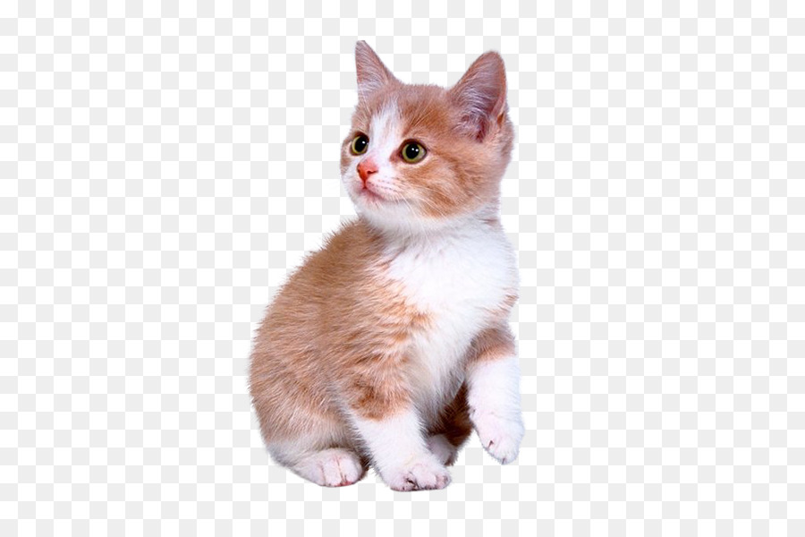 Gato，Gatinho PNG