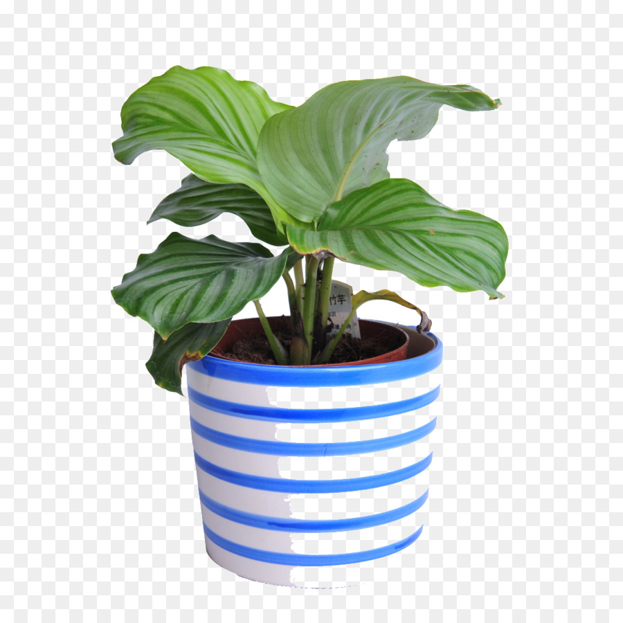 Plantar，Folhas PNG