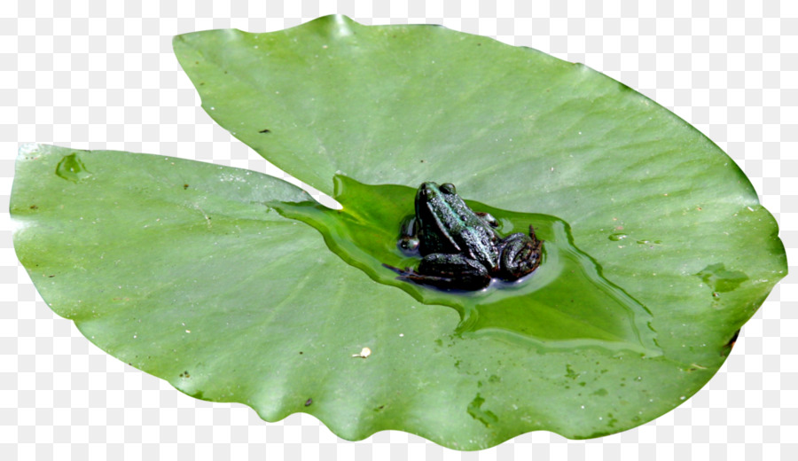 Sapo Na Lily Pad，água PNG