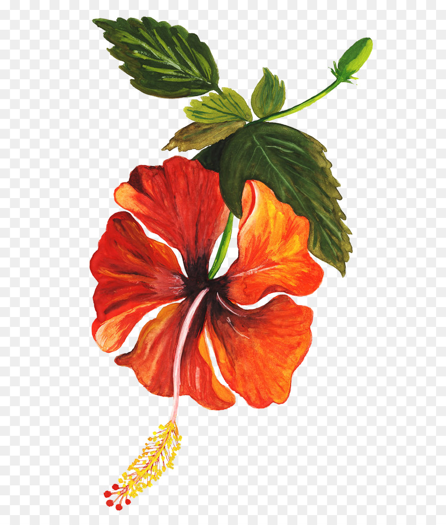 Hibisco，Vermelho PNG