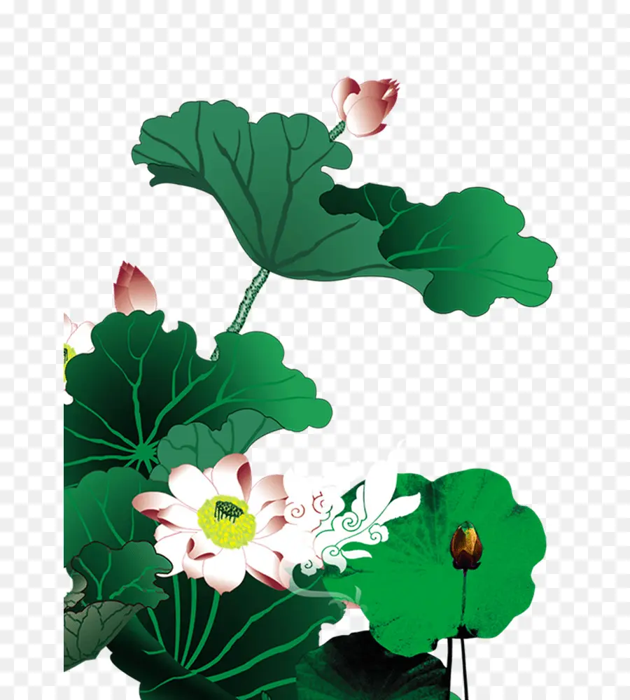 Lótus，Flor PNG