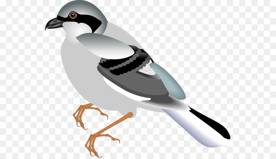 Aves，Pardal PNG