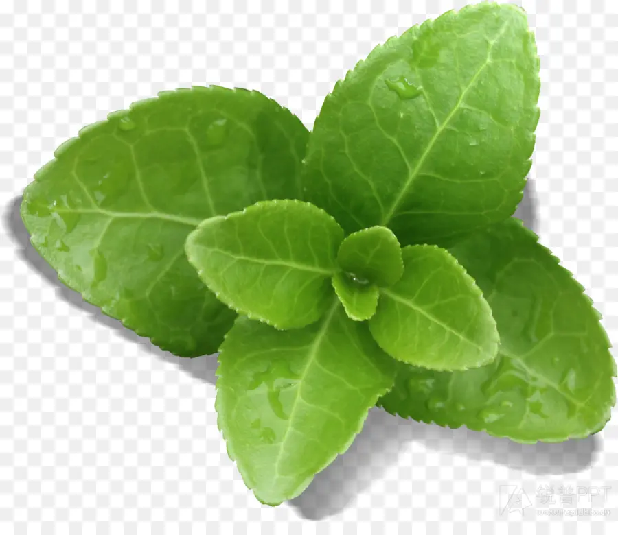 Folhas Verdes，Plantar PNG