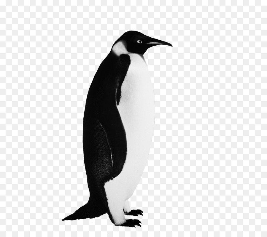 Pinguim，Pássaro PNG