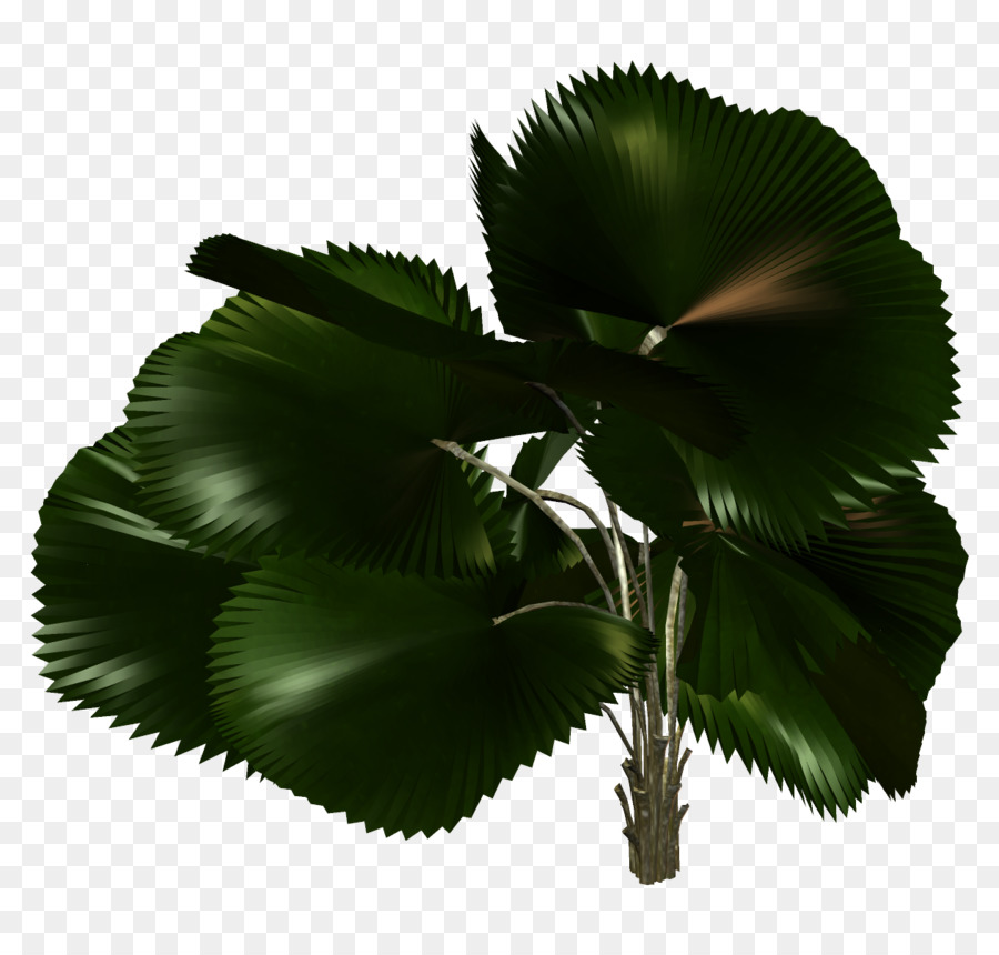 Plantar，Verde PNG