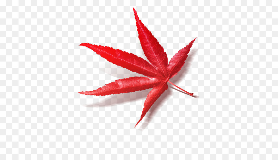 Maple Leaf，Folha PNG