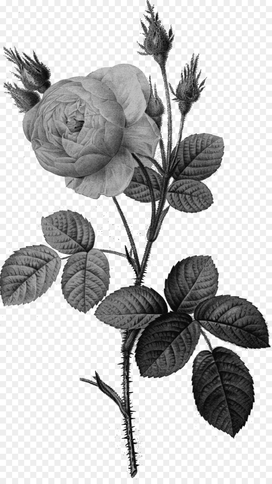 Moss Rosa，Rosa Branca De York PNG