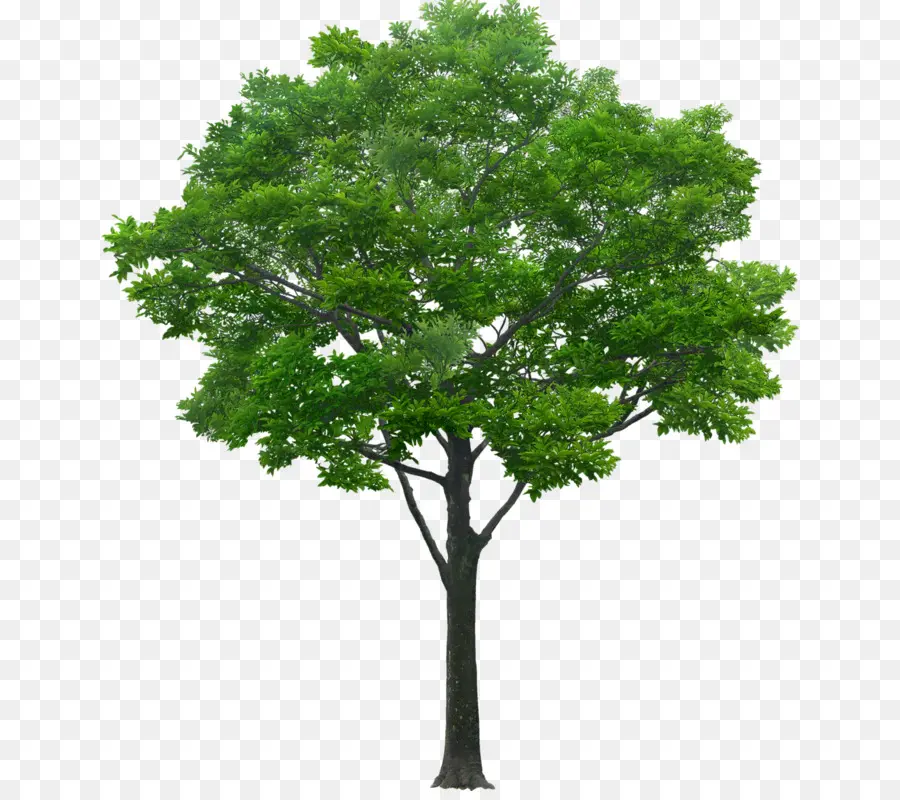 árvore，De Autocolantes De Parede PNG