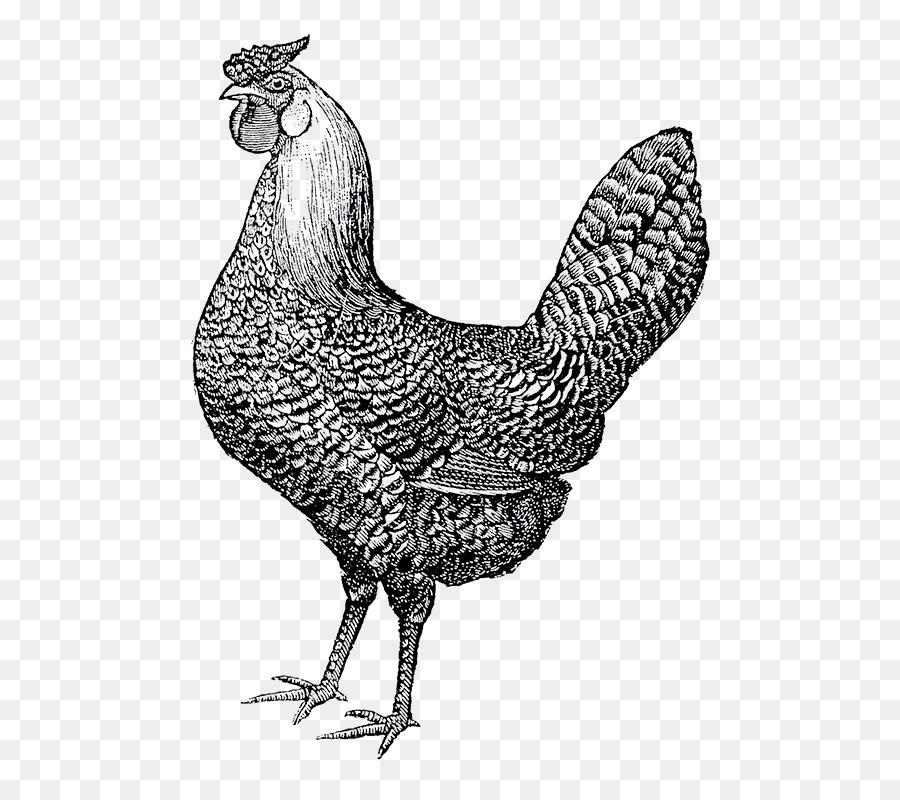 Download hd Chicken Kifaranga Clip Art Transprent Png Free - Animais Da  Fazendinha Png Galinha Transparent Png and use …