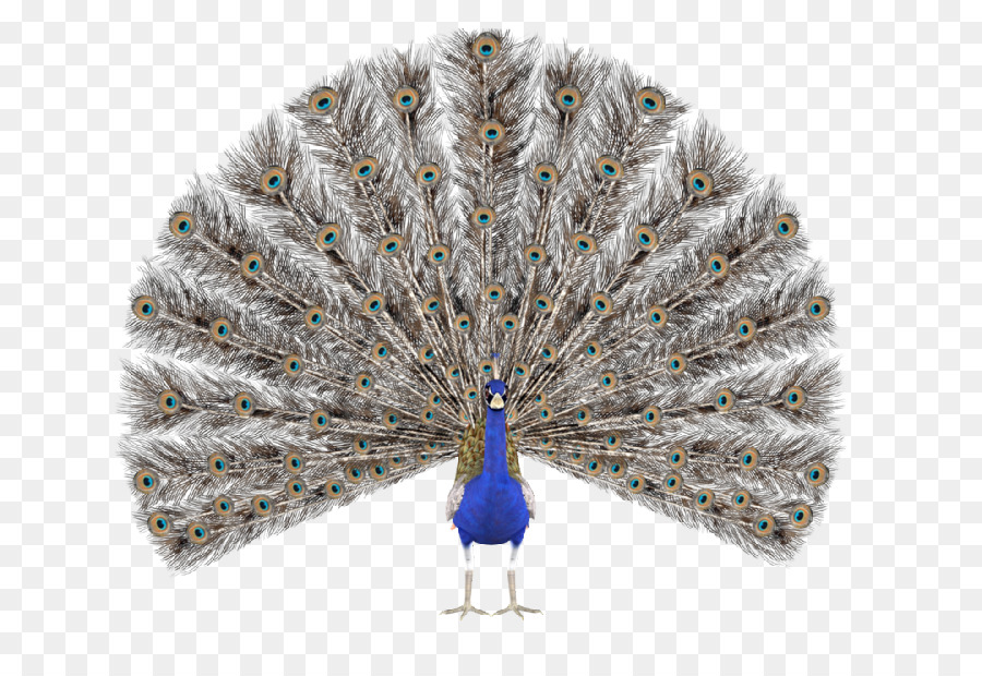 Pavão，Pássaro PNG