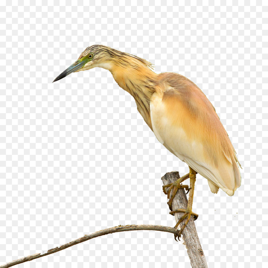 Morcegos，A Fauna PNG