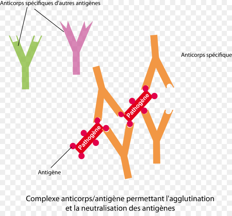 Anticorpo，Antigen PNG