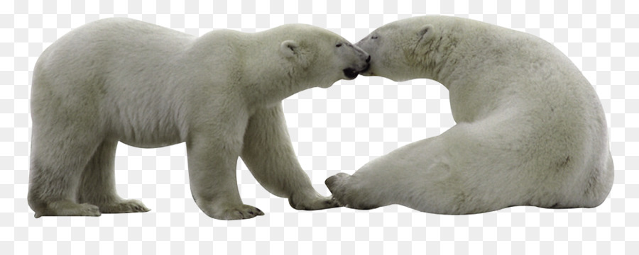 Urso Polar，Encapsulated Postscript PNG