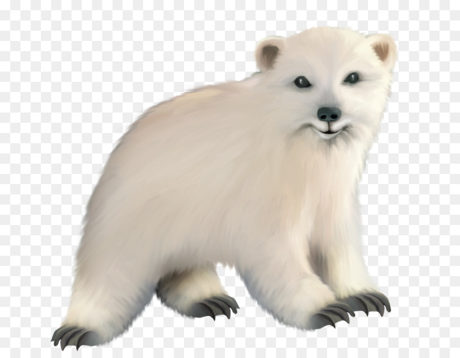 Urso Polar，Filhote PNG