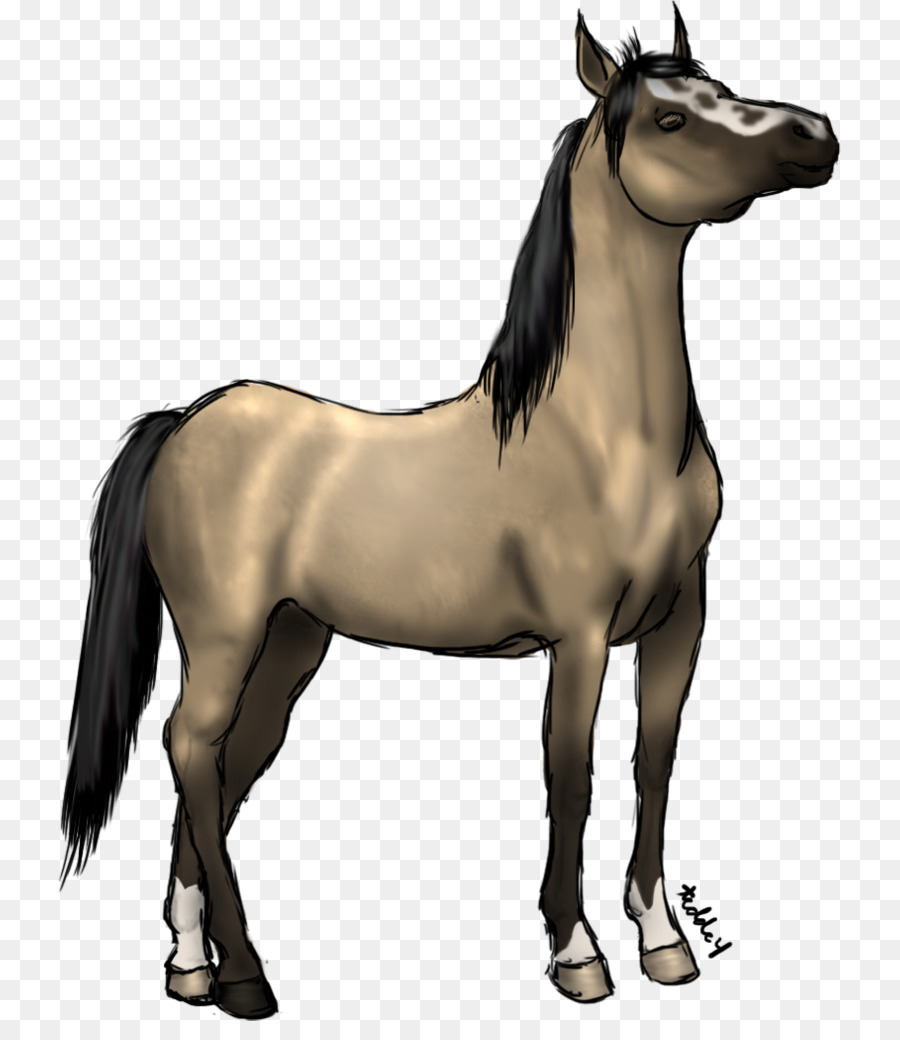 Cavalo，Equino PNG