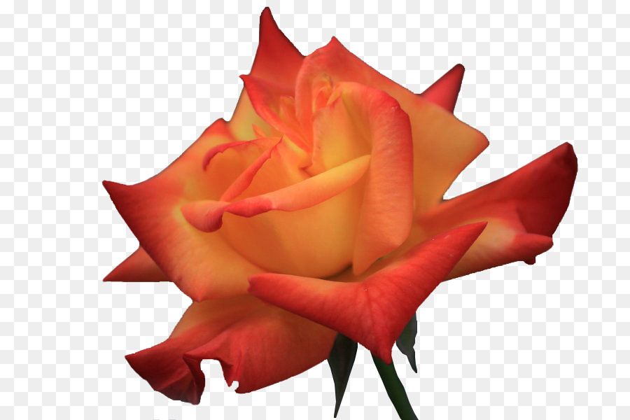 Rosa Vermelha，Florescer PNG