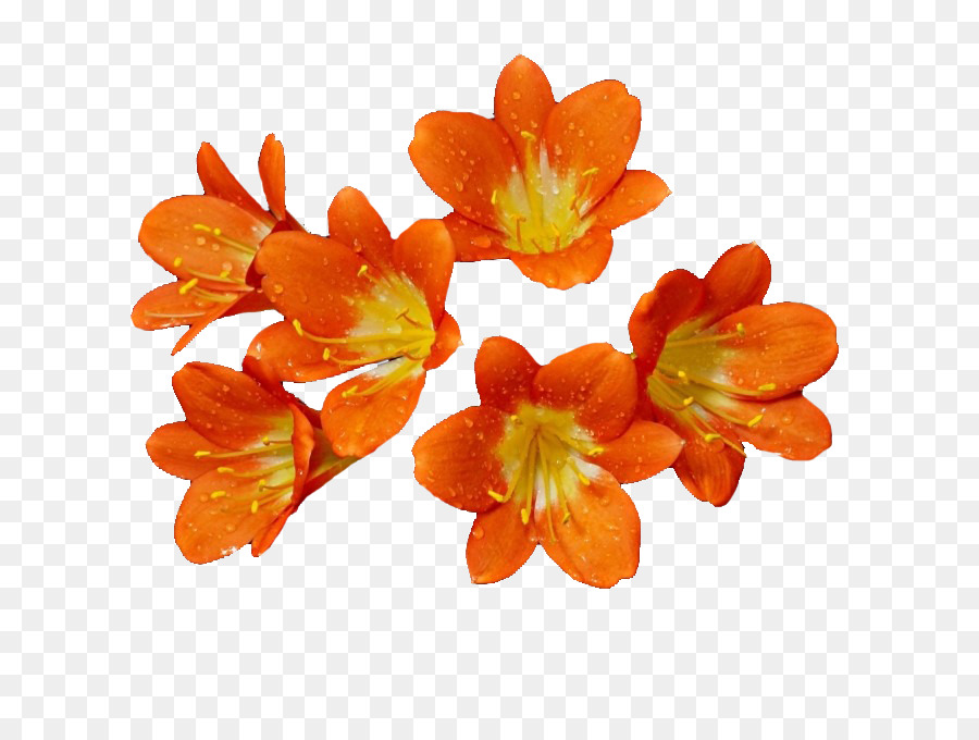 Featured image of post Flores Laranja Png Baixe textura de aquarela em tons de laranja amarelos gratuitamente