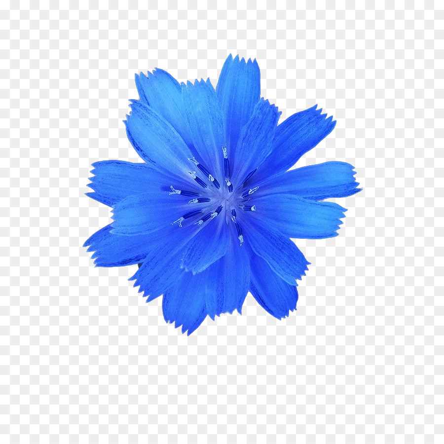 Flor Azul，Pétalas PNG