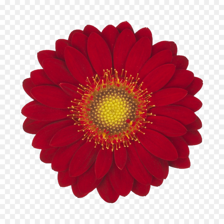 Flor Vermelha，Flor PNG