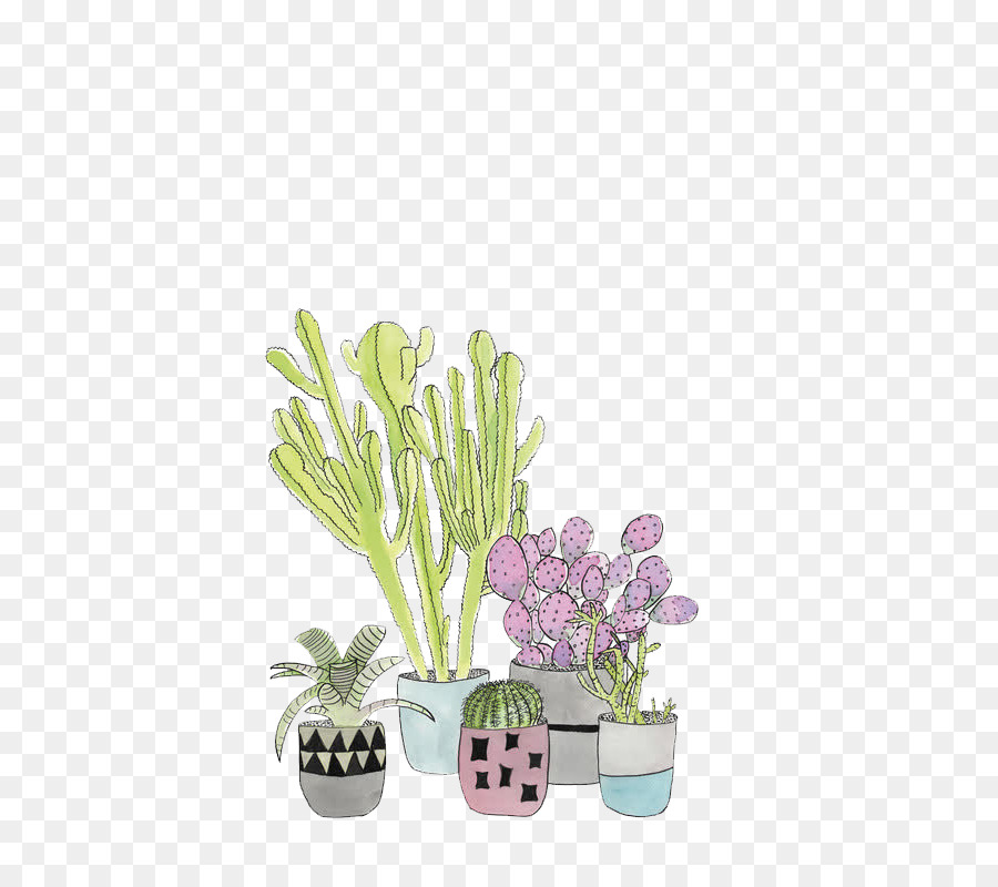 Cactus，Suculenta Planta PNG