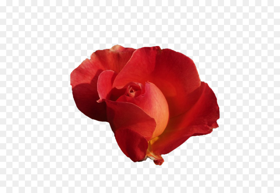 Rosa Vermelha，Plantar PNG