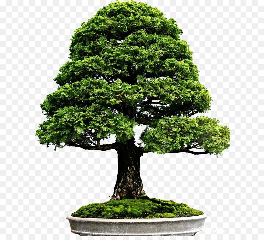 Árvore Bonsai，Árvore Em Miniatura PNG