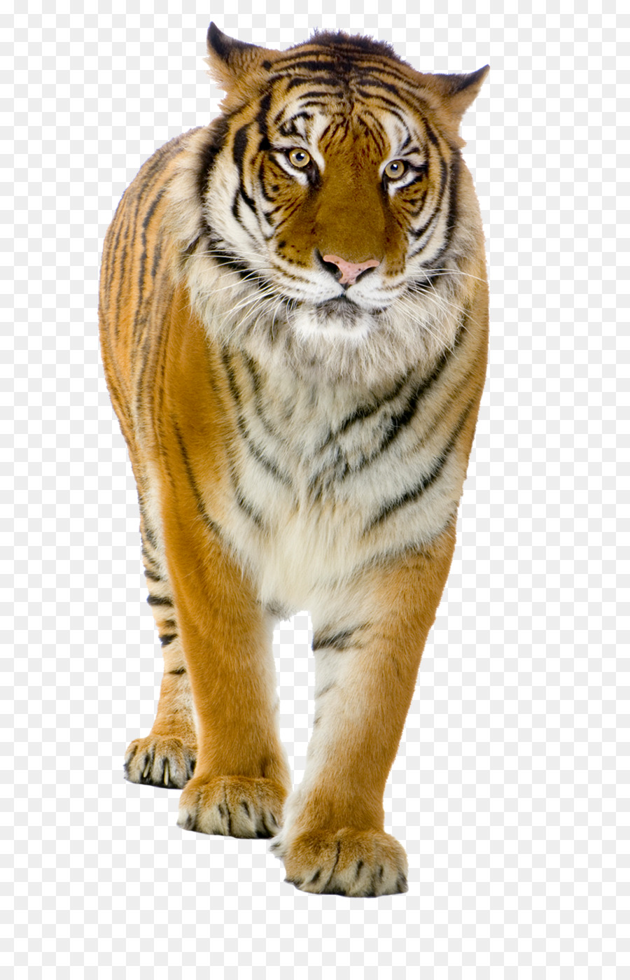 Tigre，Gato Grande PNG