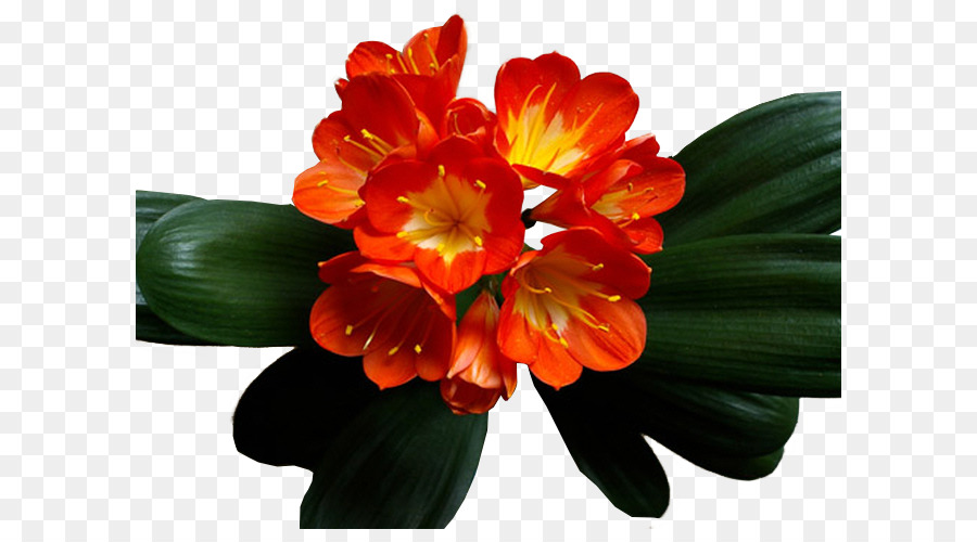 Flores Laranja，Florescer PNG