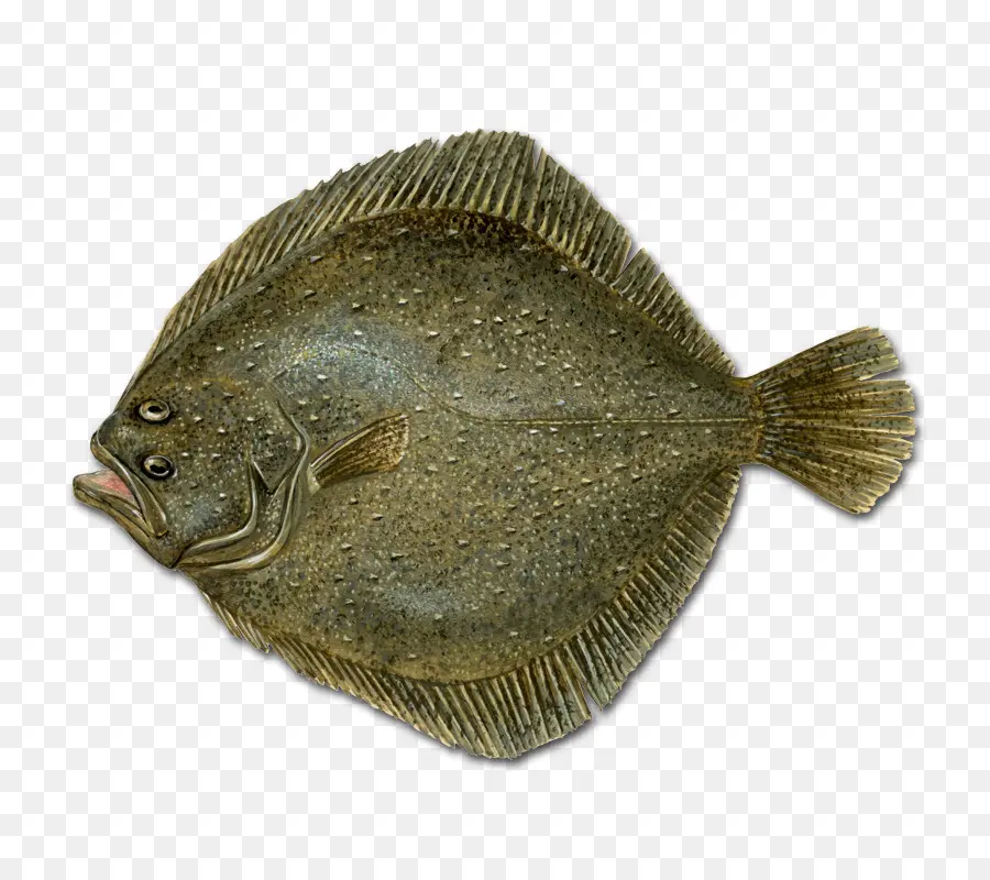 Peixe，Peixe Chato PNG