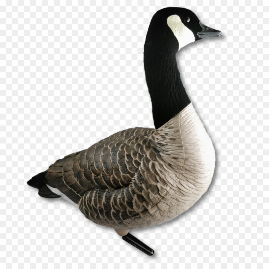 Cisne，Pássaro PNG