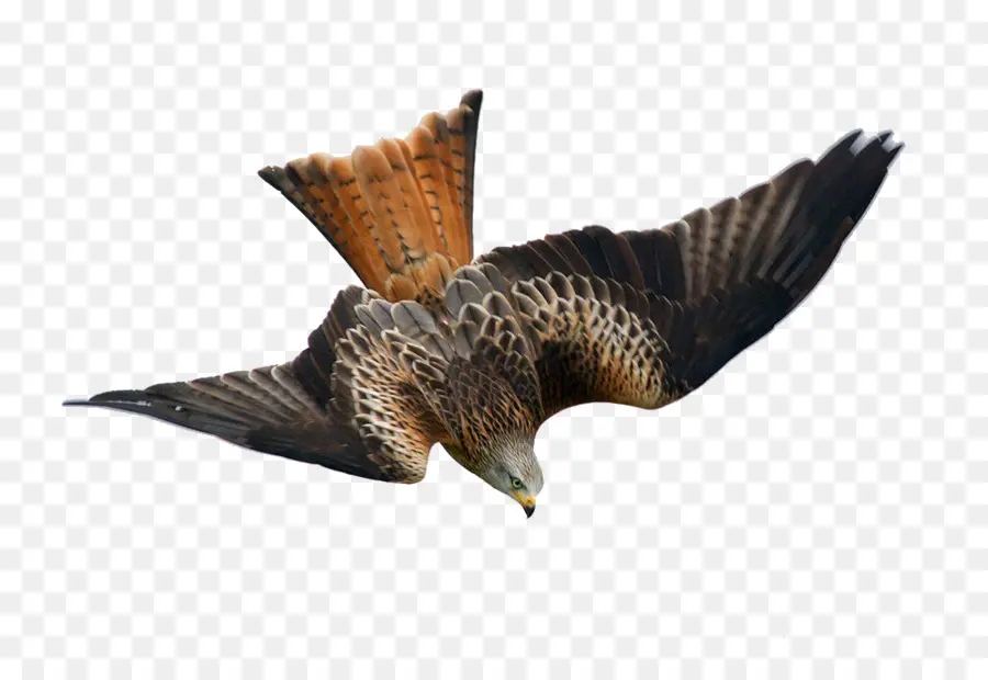 Aves，Bútio PNG