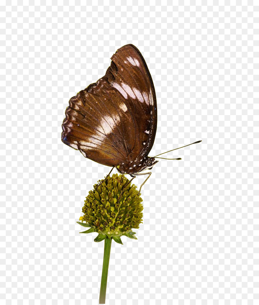 Brushfooted Borboletas，Gossamerwinged Borboletas PNG