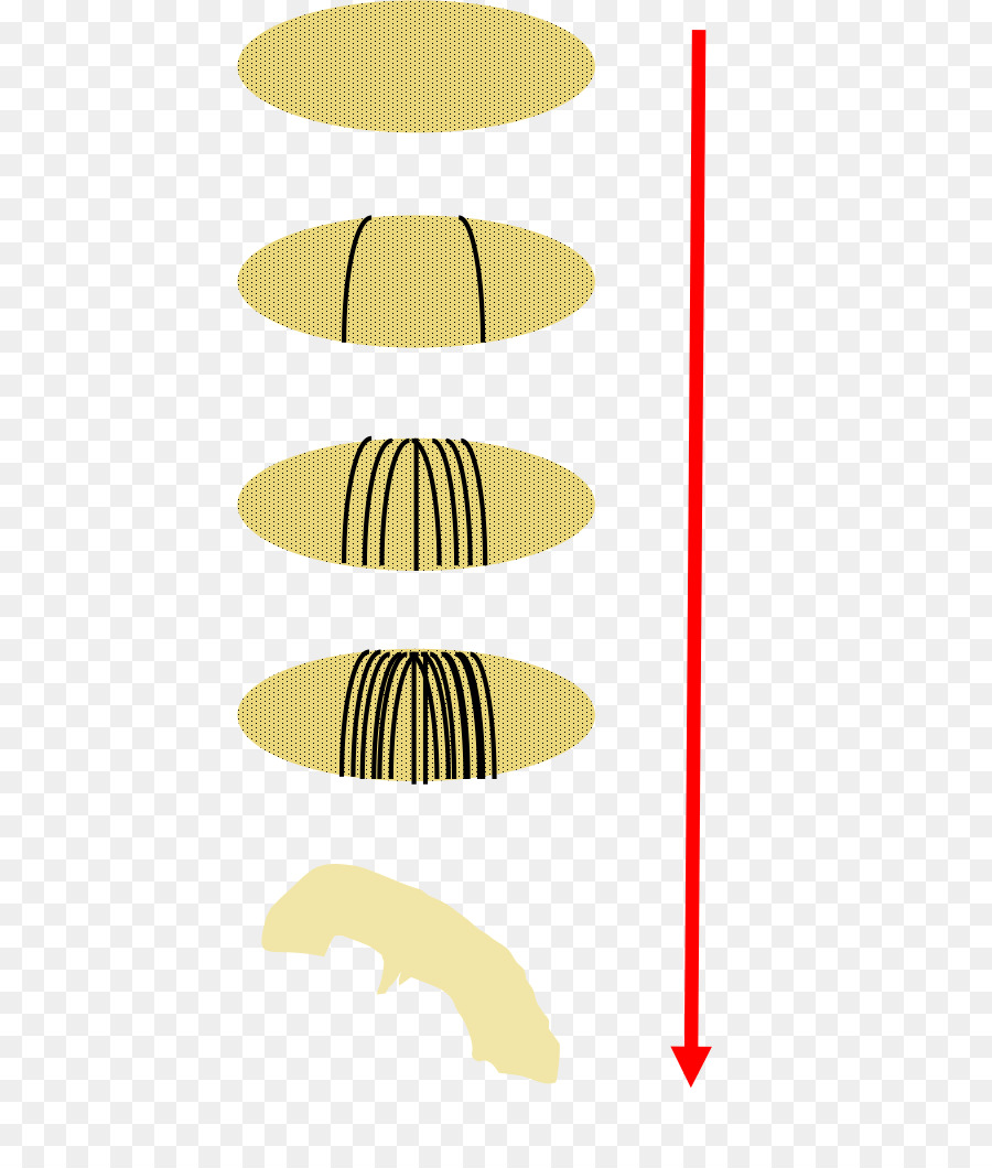 Drosophila Embriogênese，Comum De Mosca Das Frutas PNG