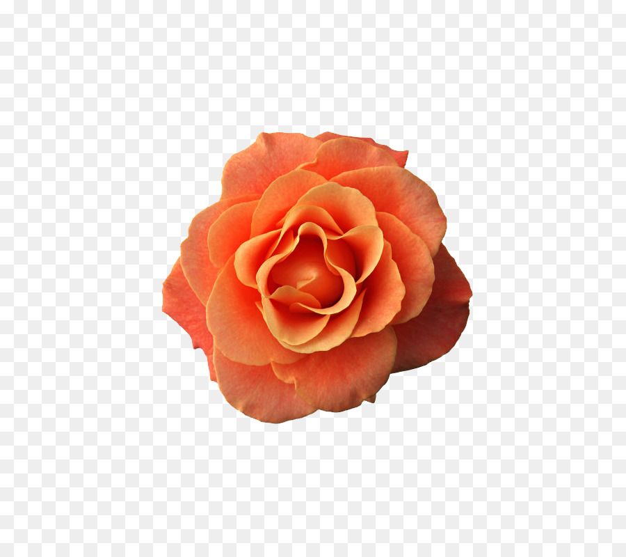 Rosa，Florescer PNG