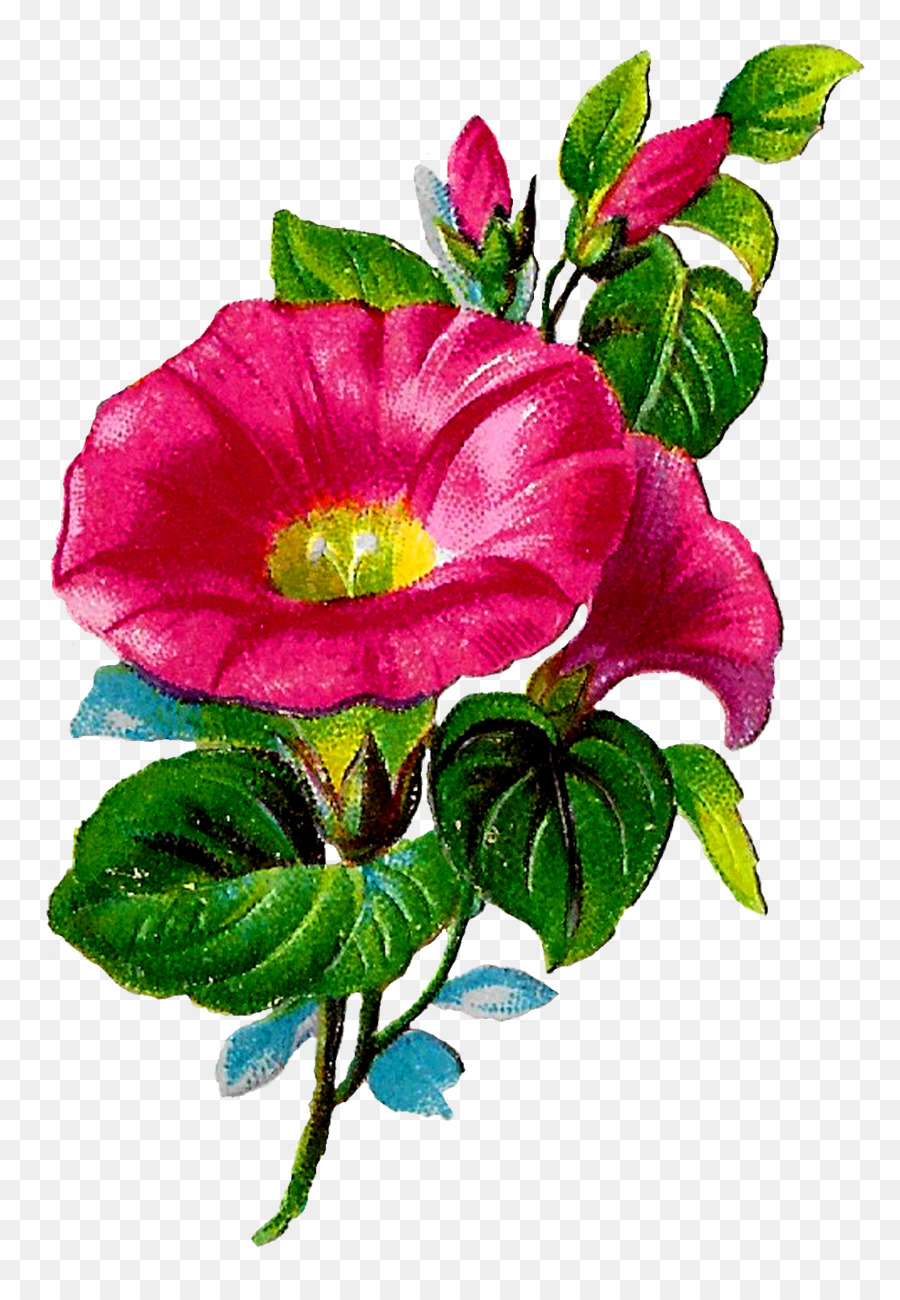 Repolho Rosa，As Rosas Do Jardim PNG
