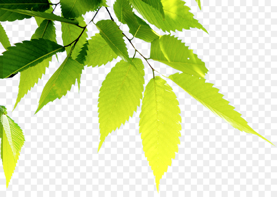 Folhas Verdes，Filial PNG