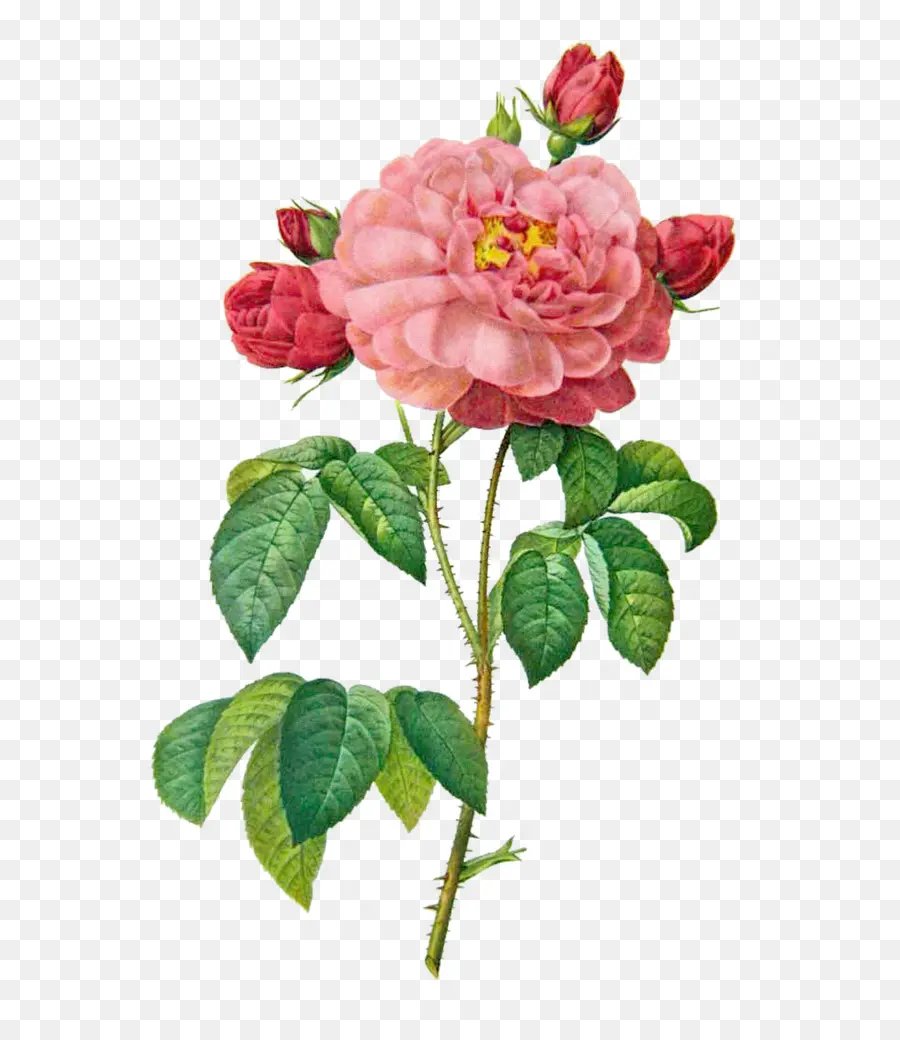 Francês Rosa，As Mais Lindas Flores PNG