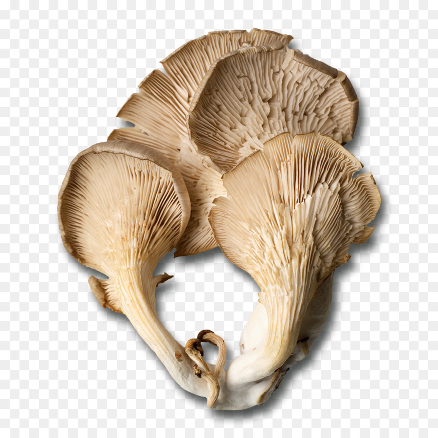 Cogumelos Comestíveis，Cogumelo Comum PNG