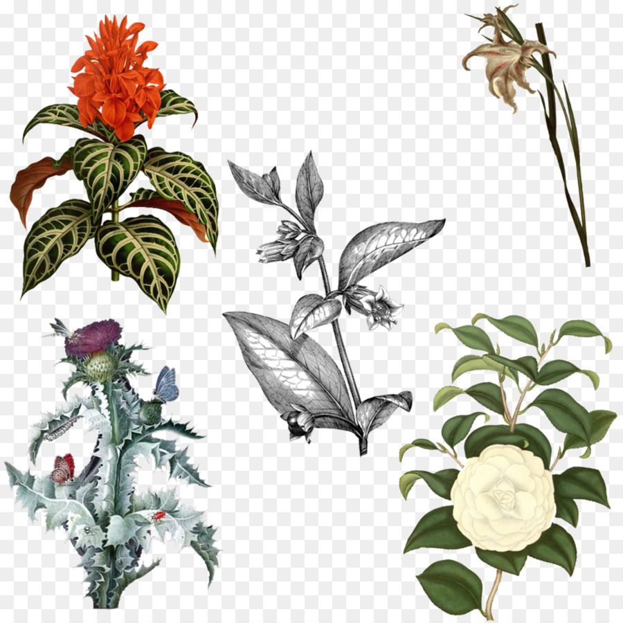 Várias Plantas，Flores PNG