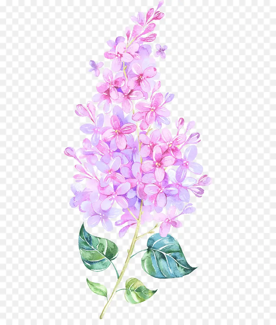 Aquarela Flores，Pintura Em Aquarela PNG