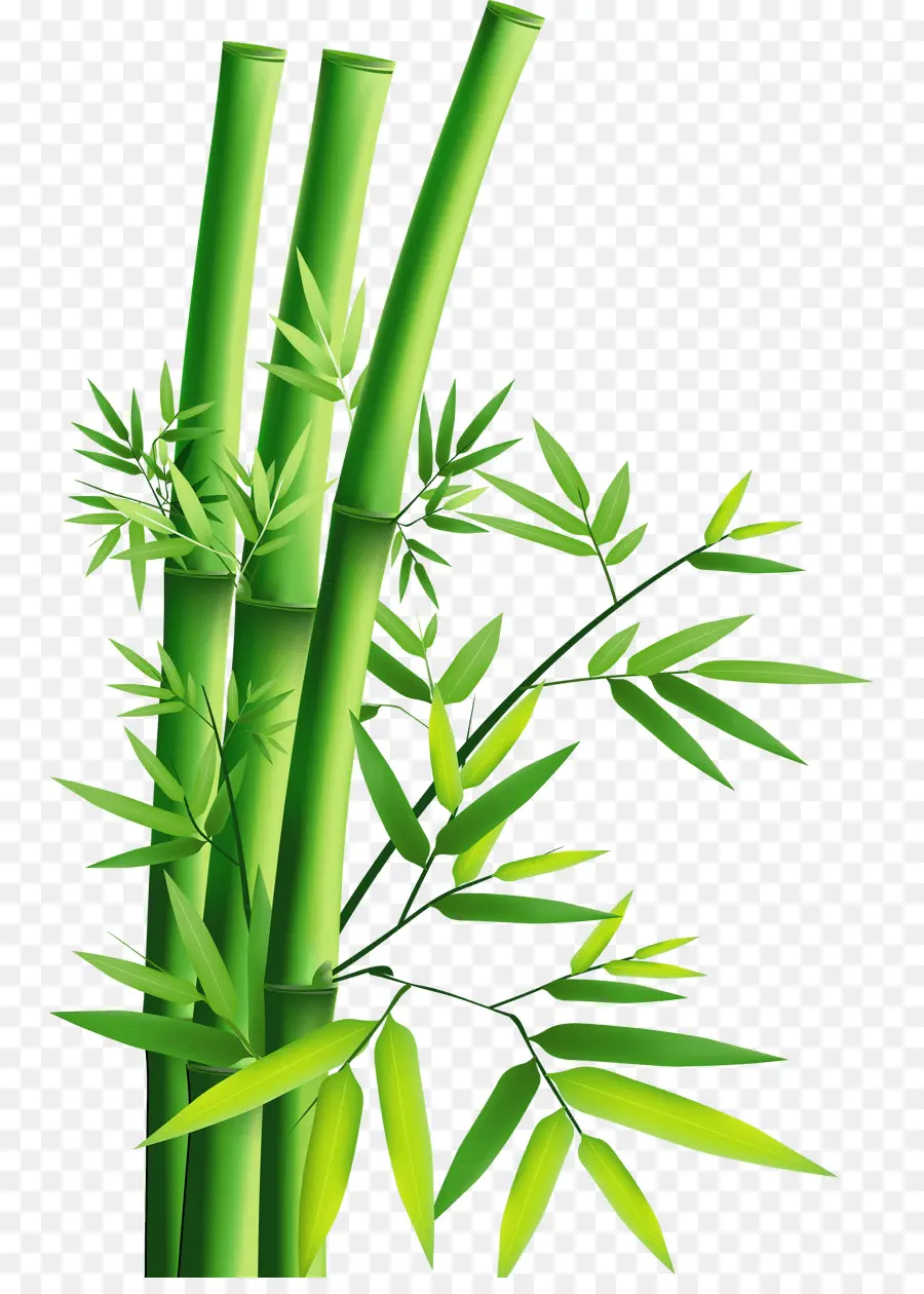 Bambu，Design De Interiores Serviços De PNG