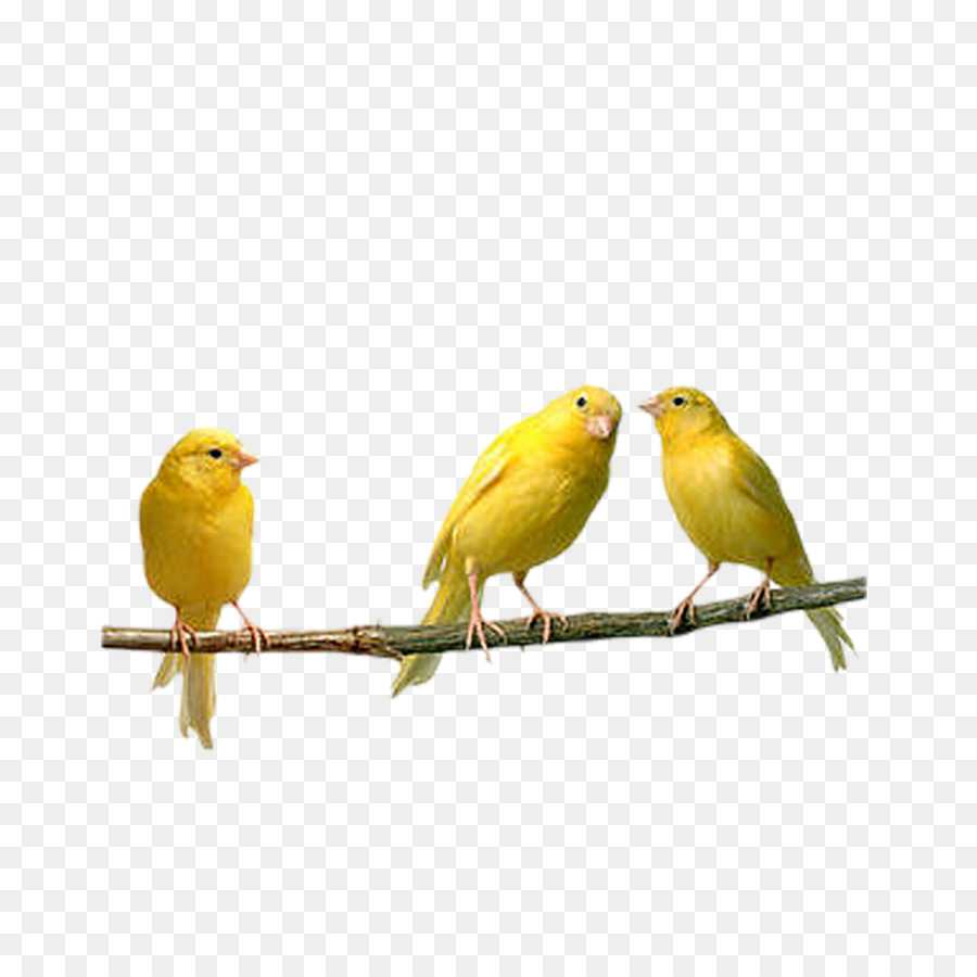 Aves，Lovebird PNG